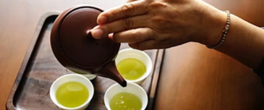 茶是山茶科植物