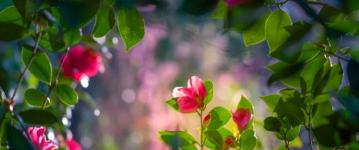 山茶族(Theaeae)是山茶科的最大族