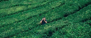 山茶属多种植物和园艺品种的通称.